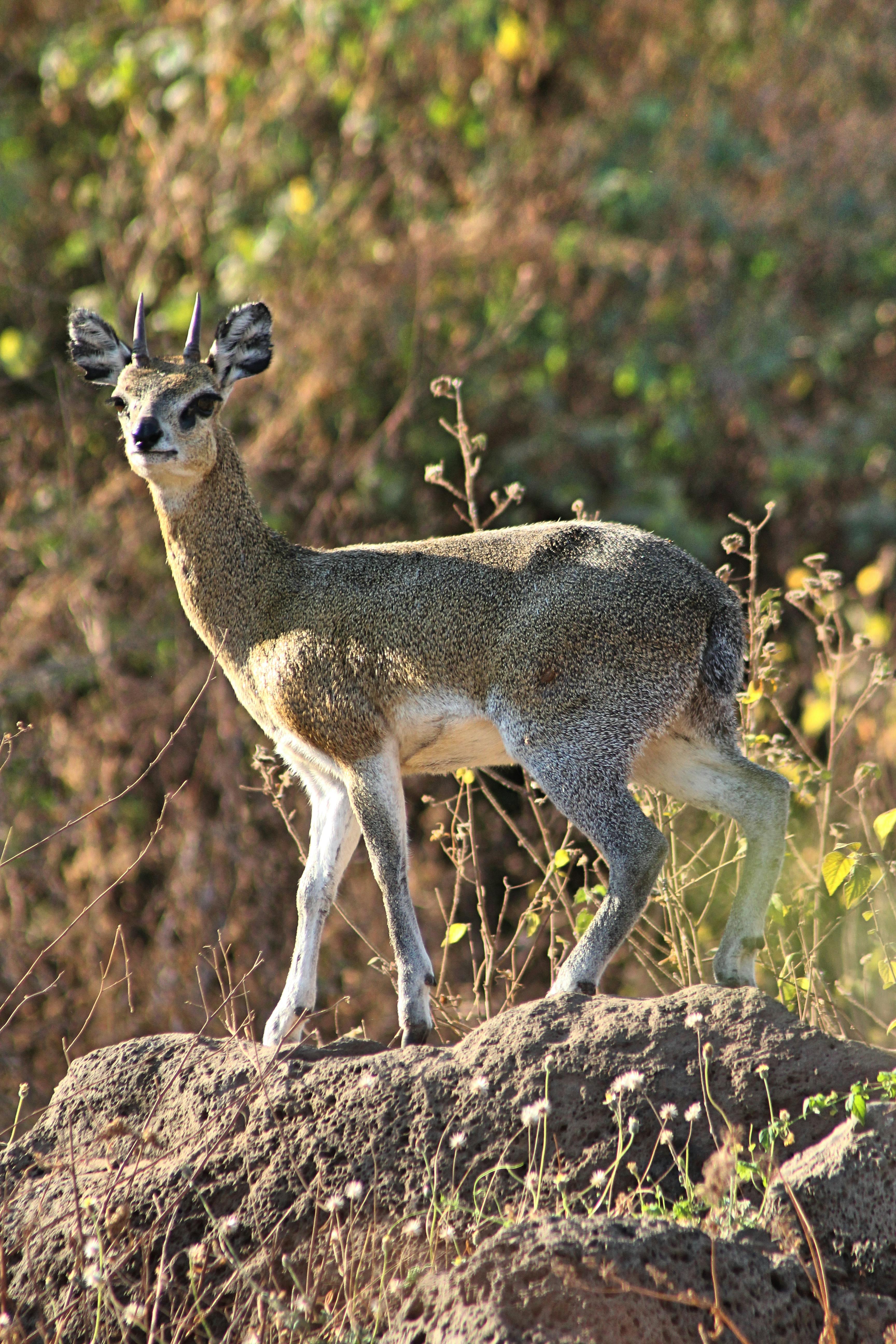 Sitatunga