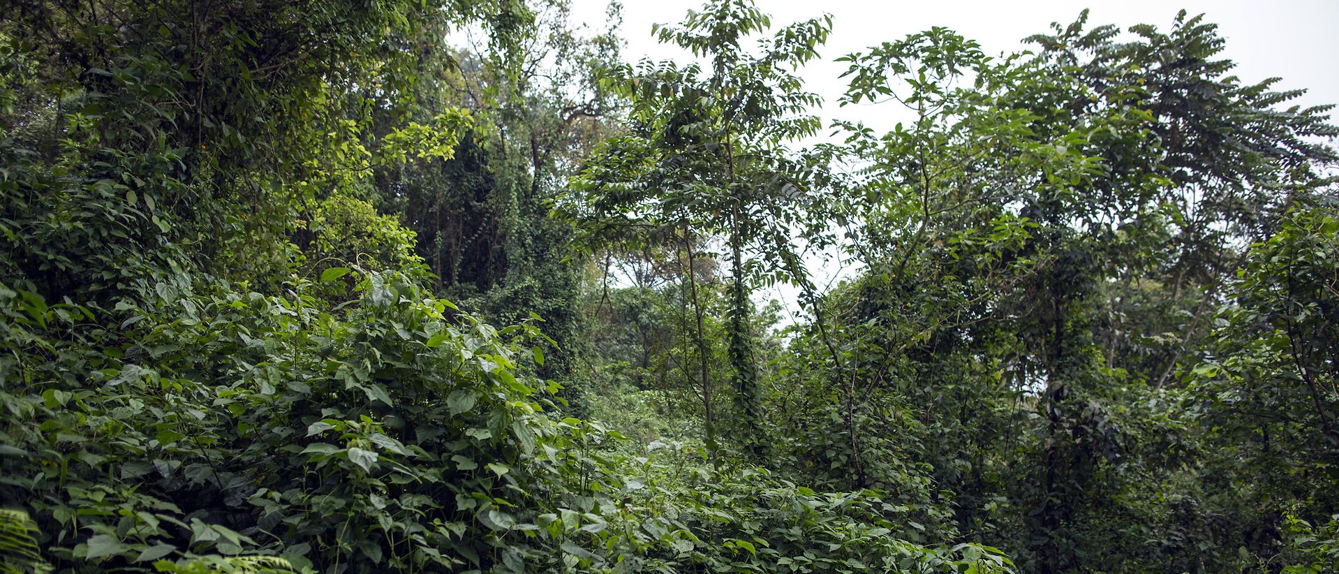 Biodiversity Conservation Cameroon Forest