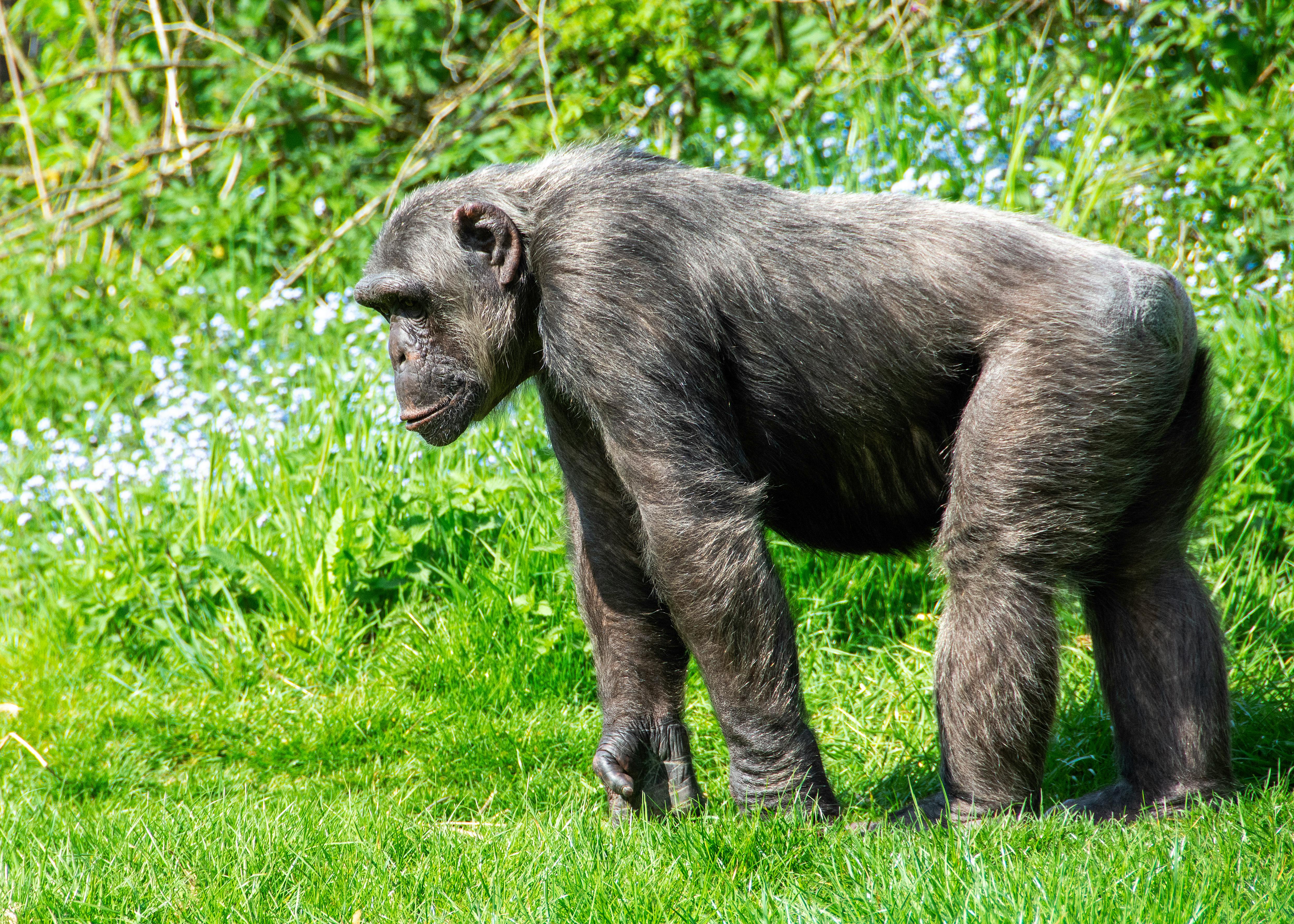 Chimpanzee
