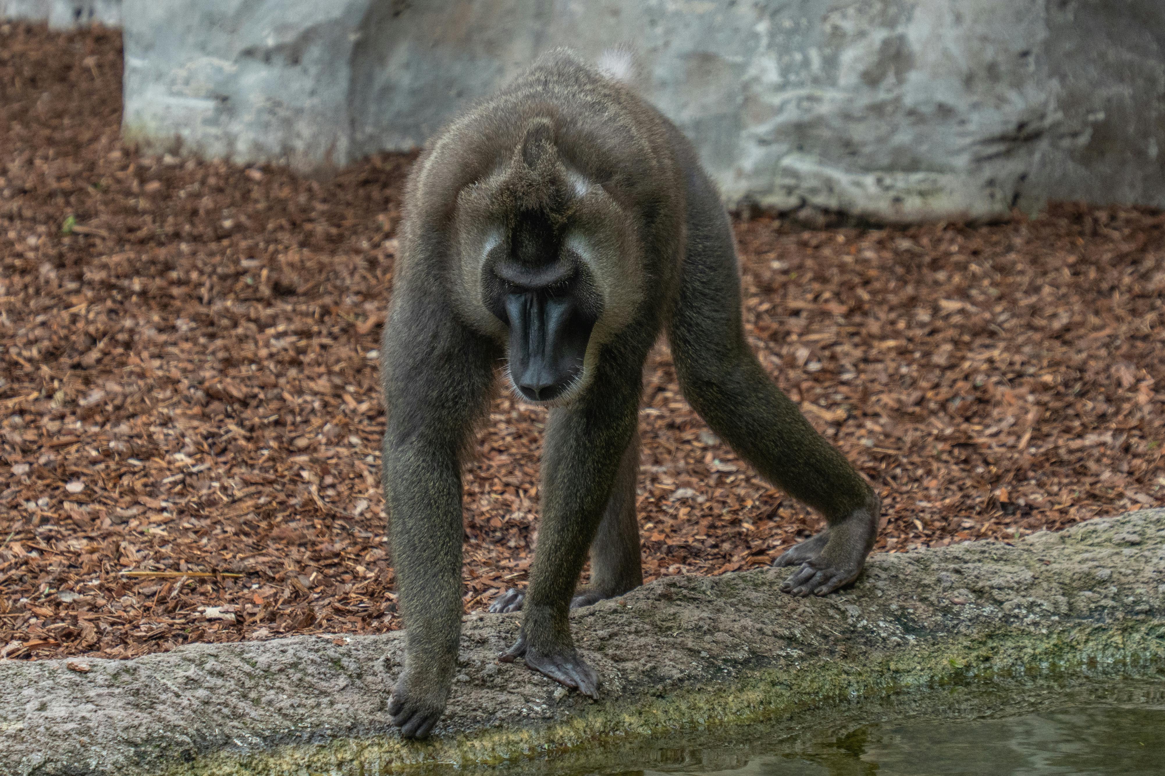 Drill Monkey