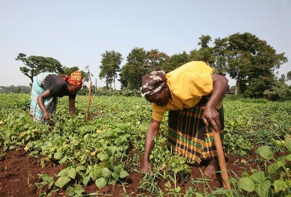 Organic Farming