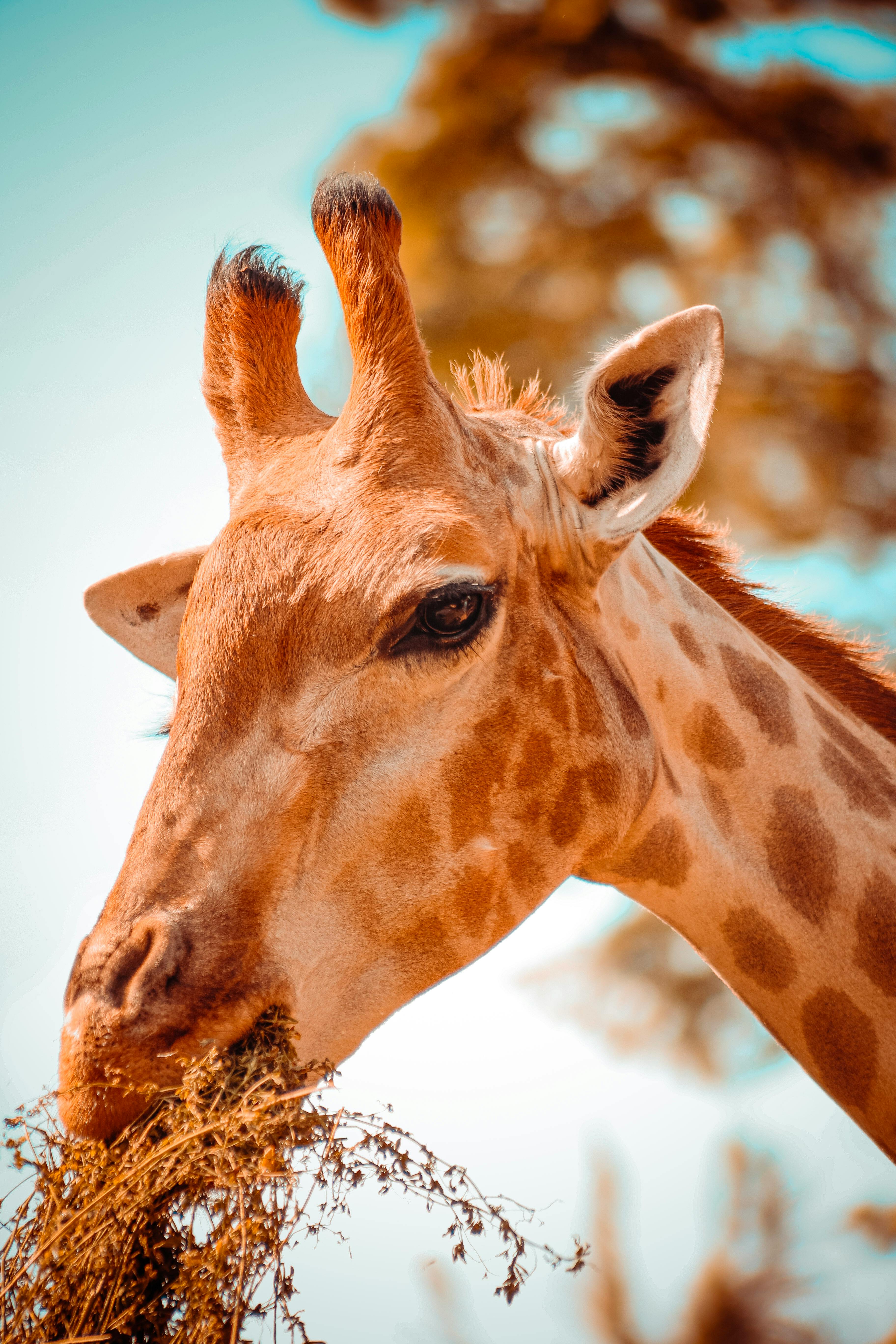 Wildlife Protection